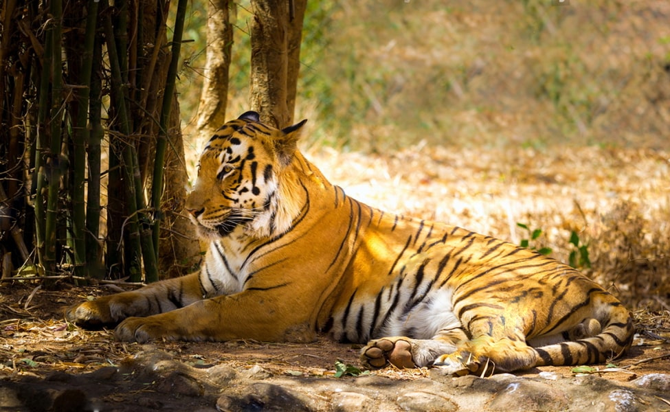 Jim Corbett National Park Tiger