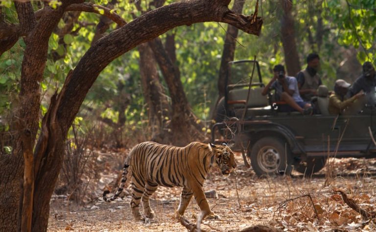 corbett safari gov