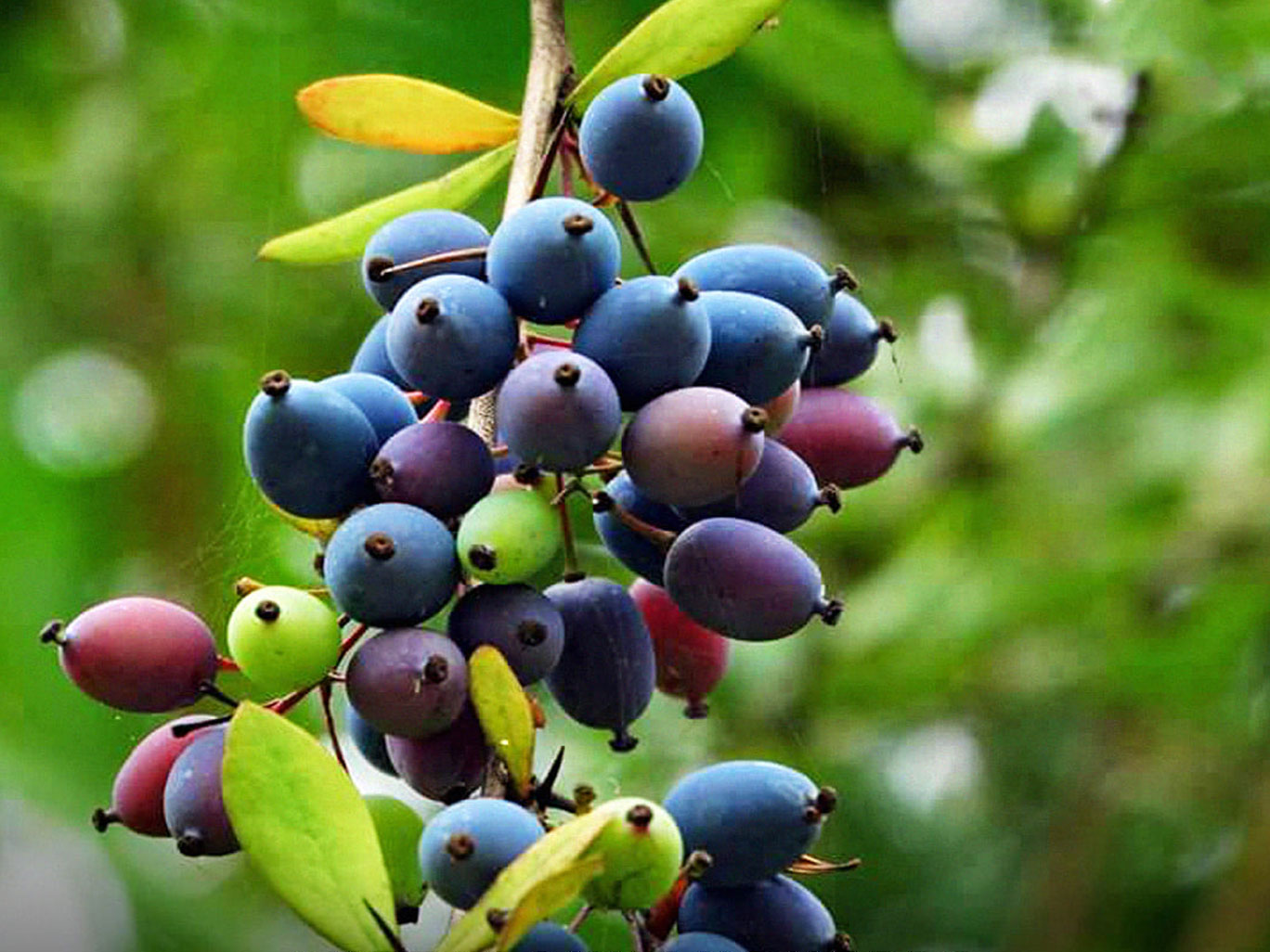 famous-fruits-of-uttarakhand-information